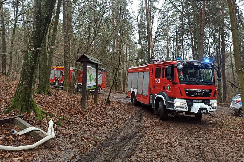 500 letni pomnik przyrody Dąb Rzeczypospolitej podpalony