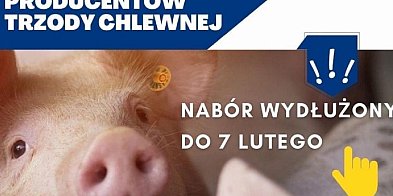 Pomoc z PROW dla hodowców świń: czas na składanie wnios-4240