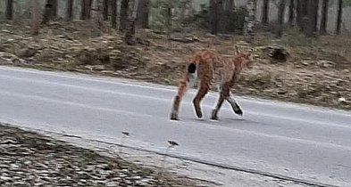 Sensacyjne wiadomości z Nadleśnictwa Brodnica-4406