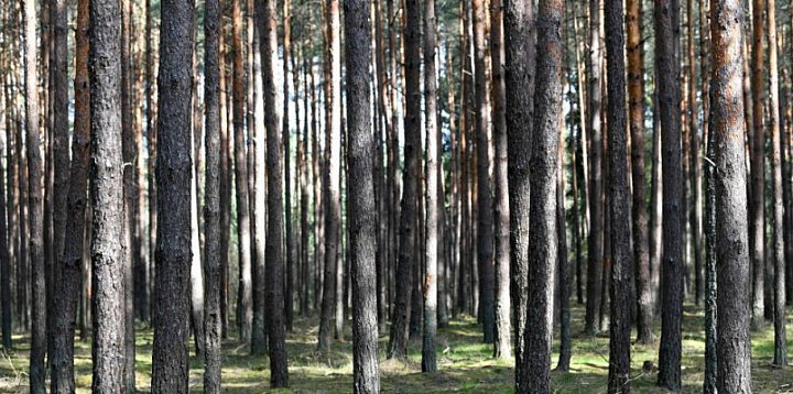 Lasy Państwowe: od 1 maja w każdym  nadleśnictwie specj-1411
