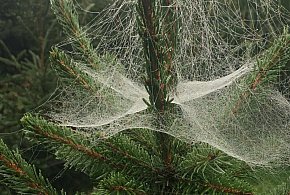 Kupujesz żywą choinkę na święta? Ten szczegół łatwo przeoczyć-11464