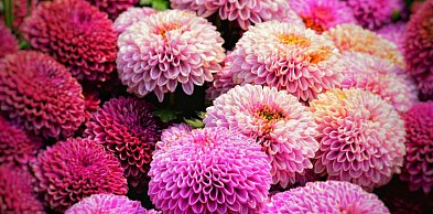 Te dalie najczęściej trafiają na zdjęcia – wybór Dalia Story