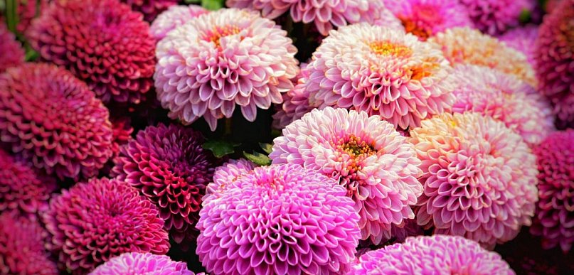 Te dalie najczęściej trafiają na zdjęcia – wybór Dalia Story