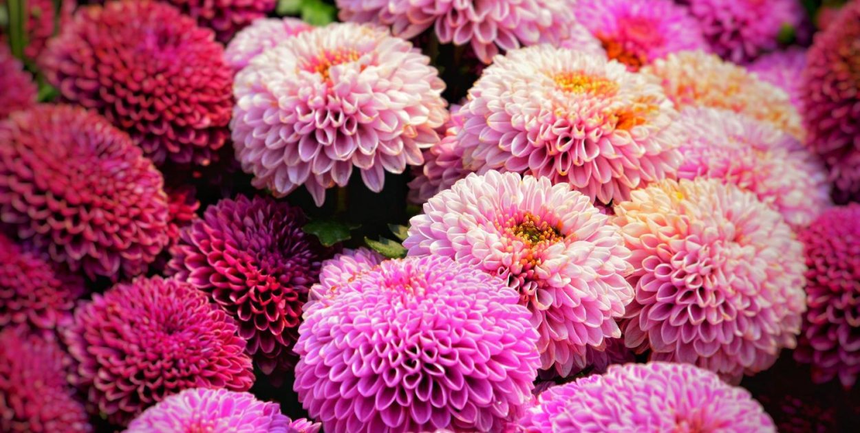 Te dalie najczęściej trafiają na zdjęcia – wybór Dalia Story